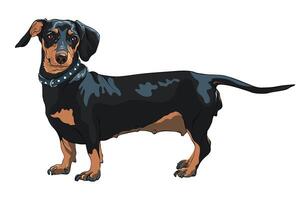 vector sketch dog Dachshund breed