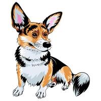 color sketch dog Pembroke Welsh corgi vector