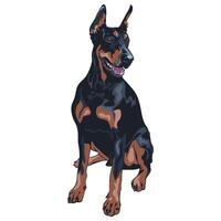 perro caballero pinscher raza vector