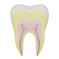 Detailed 3D icon showcasing the anatomy of a tooth png