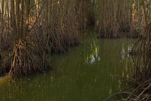 Mangrove tree roots in a wetland area in a natural resource reserve. photo