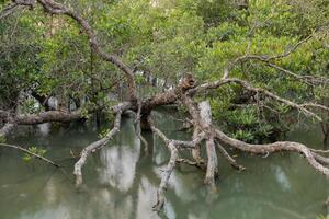 el permanece de un grande muerto árbol son en el humedal área. foto