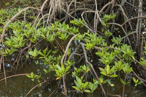 Mangrove roots in the wetland have sprouted new trees and are growing. photo