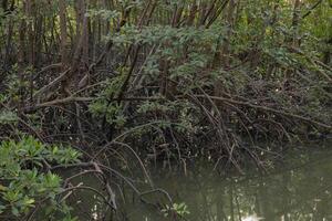 Mangrove tree roots in a wetland area in a natural resource reserve. photo