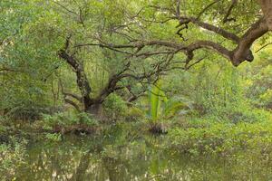 grande arboles con ramas en humedales foto