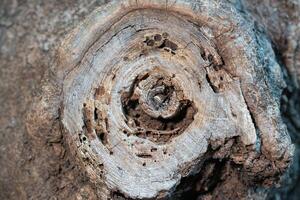 the branches of a large tree were cut photo