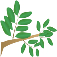 Illustration von Ast mit Grün Blätter png