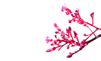 Realistic beautiful red pink flowers png