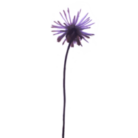 A sprig of realistic beautiful blue purple flowers png