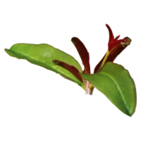 A sprig of realistic green leaves png