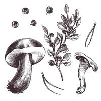 A set of forest mushrooms, boletus, chanterelles and blueberries, lingonberries, twigs, cones, leaves. Graphic botanical illustration hand drawn in brown ink. For autumn festival. set of elements. vector