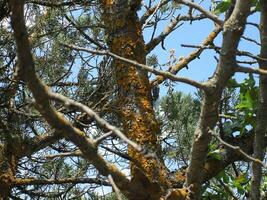 Cicada on a tree photo