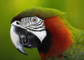 ai generado retrato de un hermosa guacamayo loro en un verde antecedentes foto