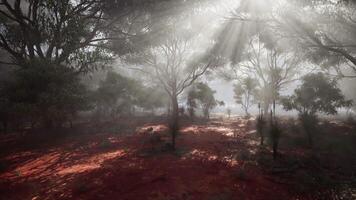 Sunlight streaming through foggy forest trees video