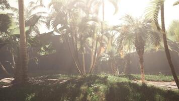 een groep van palm bomen in een met gras begroeid Oppervlakte video