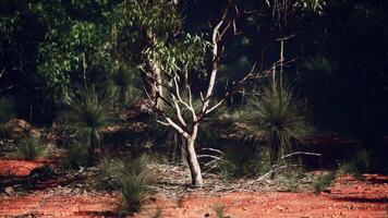 A solitary tree standing in an open field video