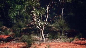 une solitaire arbre permanent dans un ouvert champ video