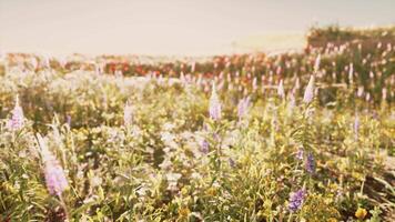 een kleurrijk veld- gevulde met een verscheidenheid van levendig wilde bloemen video