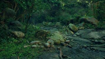 en ström löpning genom en frodig grön skog video