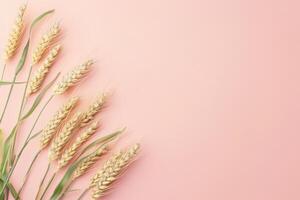 AI generated Spikelets of wheat on a blank pastel pink background with copy space. Harvest concept photo