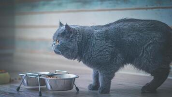 Exotic smooth-haired cat breed. Blue color. Cinematic photo