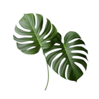 Monstera leaves png