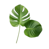 monstera feuilles png