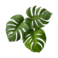 Monstera leaves png