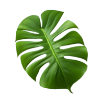 monstera bladeren PNG