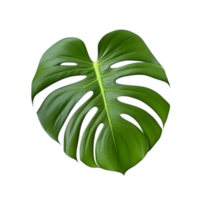 monstera hojas png