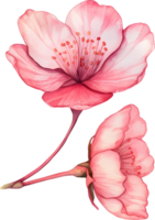 Rosa Sakura Aquarell Element, png transparent