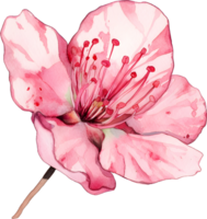 skön sakura vattenfärg, png transparent