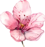 Sakura watercolor painting element, PNG transparent