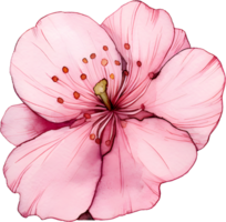 Sakura Aquarell Element, png transparent