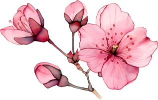 Sakura watercolor, PNG transparent