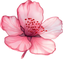 Pink sakura watercolor painting element, PNG transparent