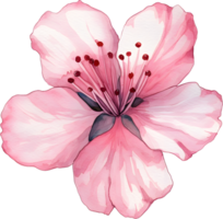 Pink sakura watercolor, PNG transparent