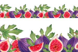 Fruit seamless fig border. Halves, whole, pieces of purple figs with leaves. Hand-drawn marker and watercolor illustration. Horizontal banner or frame for farmers market design, food packaging. png