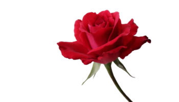 AI generated a close up red rose on isolated transparent background, macro shot png