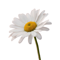 ai gerado uma fechar-se dente de leão flor em isolado transparente fundo, macro tiro png