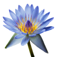 AI generated a close up blue lotus flower on isolated transparent background, macro shot png