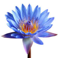 AI generated a blue lotus flower on isolated transparent background, macro shot png