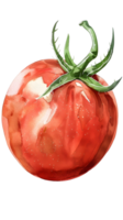 AI generated Watercolor tomato clip art png