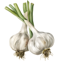 AI generated botanical illustration of a garlic white background png