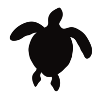 turtle isolated on white png