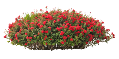 ai genererad en klunga av röd blommor png