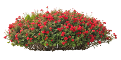 ai généré une grappe de rouge fleurs png