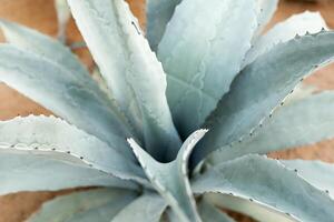 Blue Agave cactus background close up photo