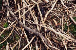 Roots of old tree without ground - organic background photo