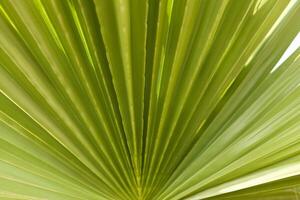 Striped of palm leaf abstract green texture background photo
